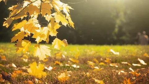 Autumn Stock Footage 81513588