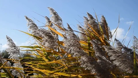 Autumn Stock Footage 82310156