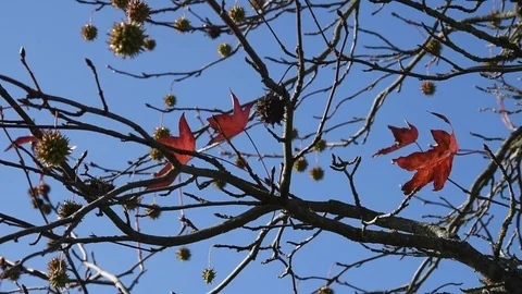 Autumn Stock Footage 82311162