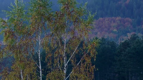 Autumn Video stock 82687324