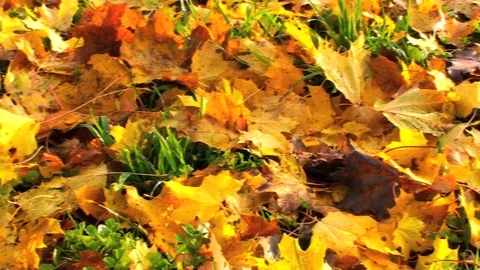 Autumn Vidéo 85686251