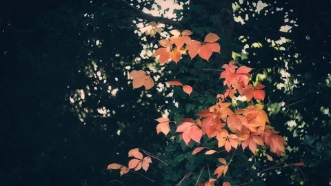 Autumn Stock Footage 90960561