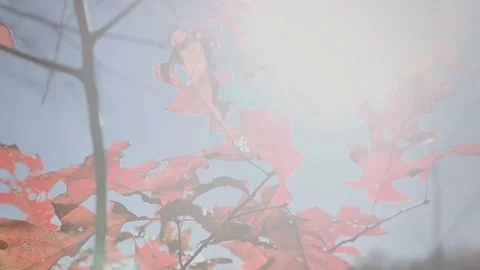 Autumn Stock Footage 90960601