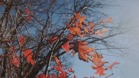 Autumn Stock Footage 90960611