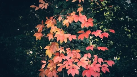 Autumn Stock Footage 90960614