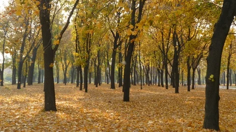 Autumn Stock Footage 97155245