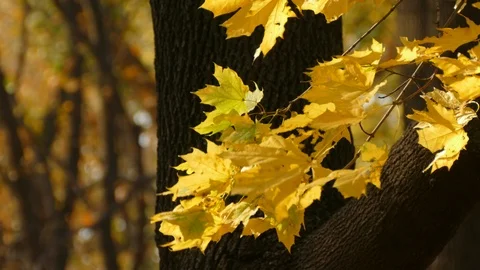 Autumn Stock Footage 97155303