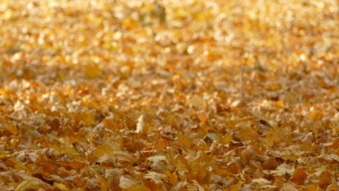 Autumn Stock Footage 97155337