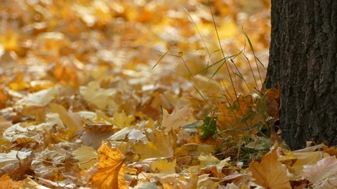 Autumn Stock Footage 97155365