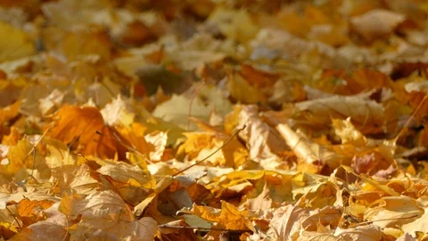 Autumn Stock Footage 97155474