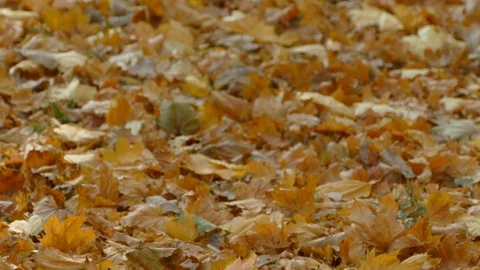 Autumn Stock Footage 97155647