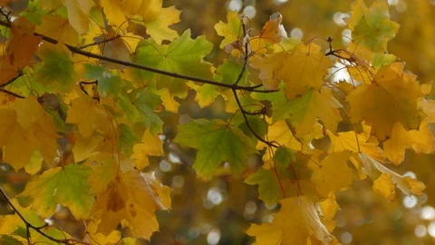 Autumn Stock Footage 97155704