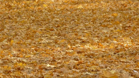 Autumn Video stock 97155797