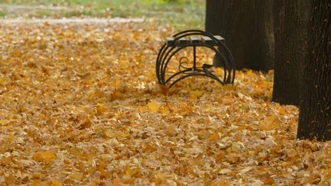 Autumn Stock Footage 97156364