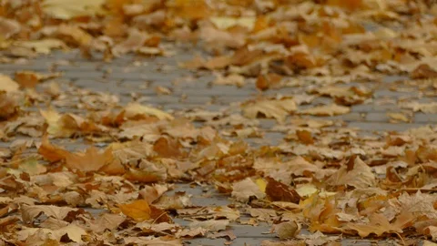 Autumn Stock Footage 97156425