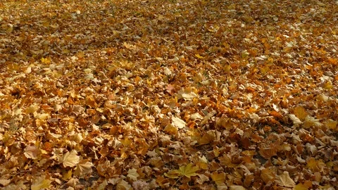 Autumn Stock Footage 97164835