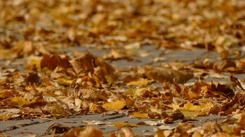 Autumn Stock Footage 97164904