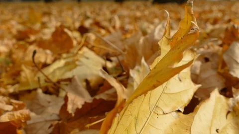 Autumn Stock Footage 97170773