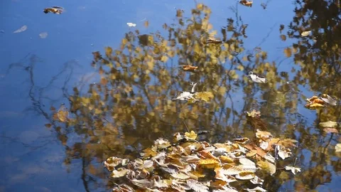 Autumn Stock Footage 98095698