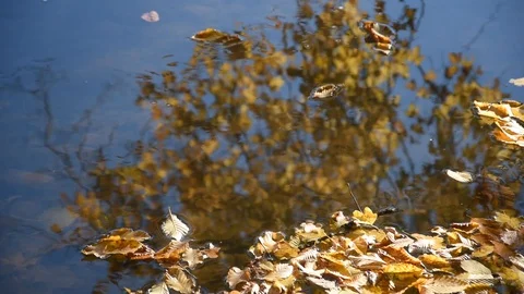 Autumn Stock Footage 98096070