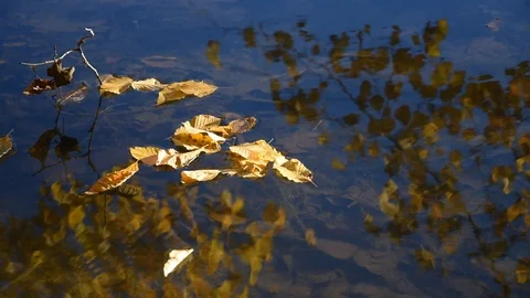 Autumn Stock Footage 98096358