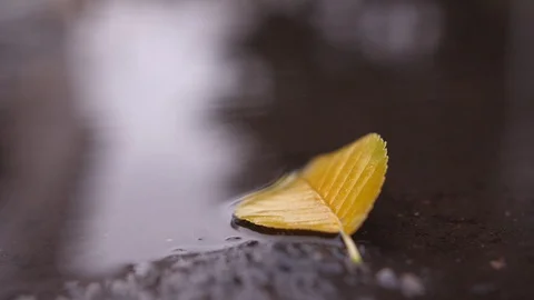 Autumn Stock Footage 98597823