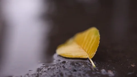 Autumn Stock Footage 98598102