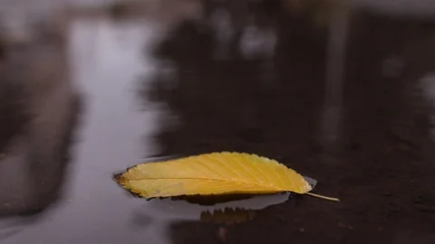 Autumn Video stock 98598285