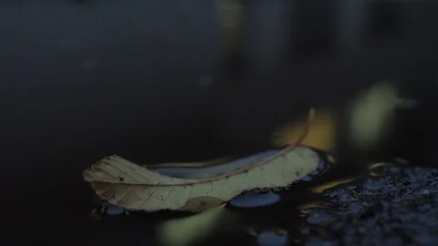 Autumn Stock Footage 98598458