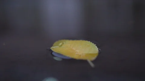 Autumn Video stock 98598514