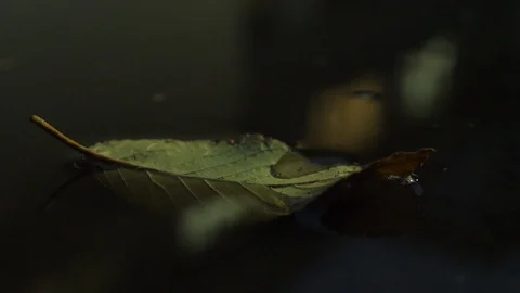 Autumn Stock Footage 98598674