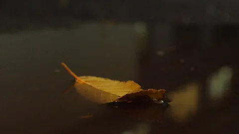 Autumn Stock Footage 98598723