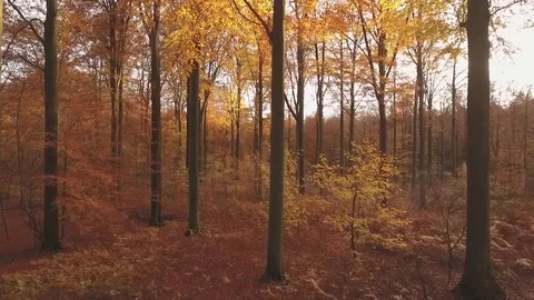 Autumn Stock Footage 100329833