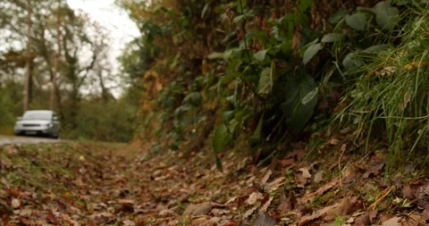 Autumn Video stock 101358796