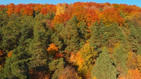 Autumn Stock Footage 103516875
