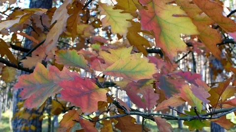 Autumn  스톡 동영상 118456876