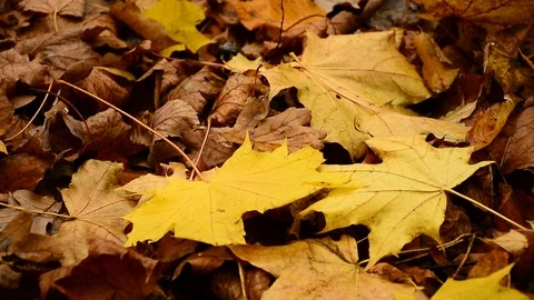 Autumn Stock Footage 121261453