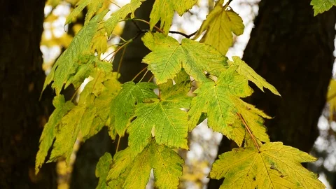Autumn Stock Footage 121261463