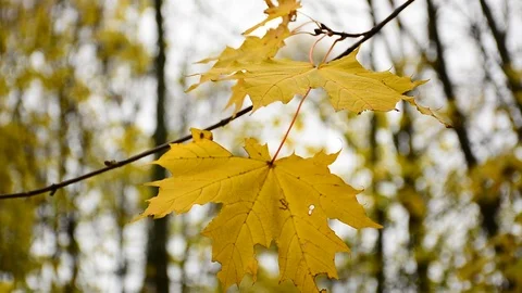 Autumn Stock Footage 121261482