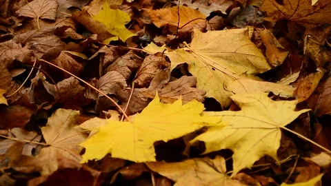 Autumn Stock Footage 121261524