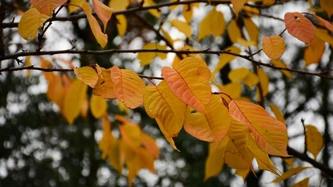 Autumn Stock Footage 121261545