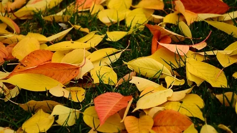Autumn Stock Footage 121261550