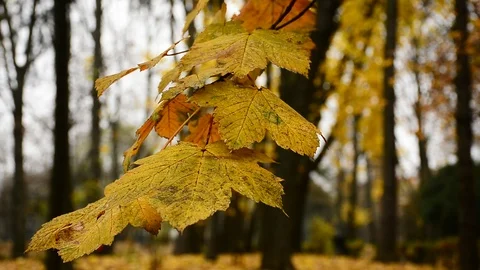 Autumn Stock Footage 121261571