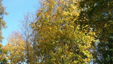 Autumn Stock Footage 142201577