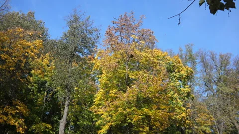 Autumn Stock Footage 142201951