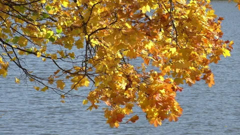 Autumn. Video stock 142202441