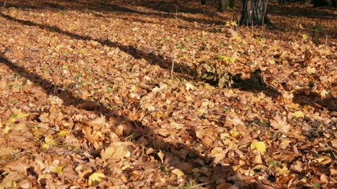 Autumn Stock Footage 142203593