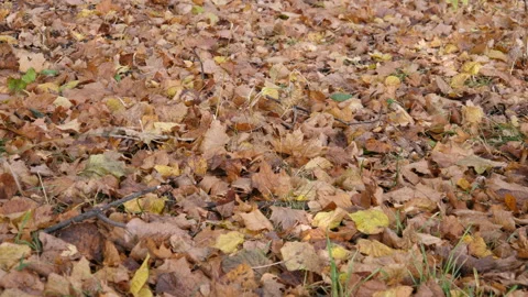 Autumn Video stock 142203709