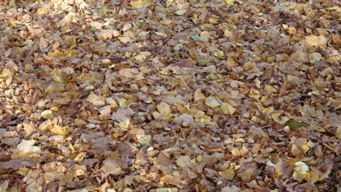 Autumn Stock Footage 142204402