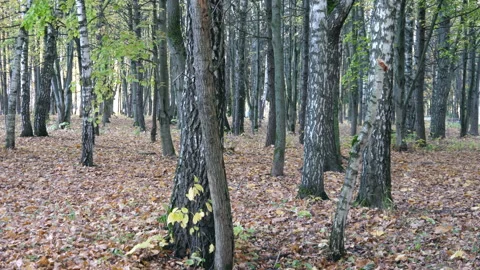 Autumn Stock Footage 142204812